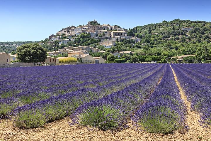 Lavender fields hilltown, Provence, France